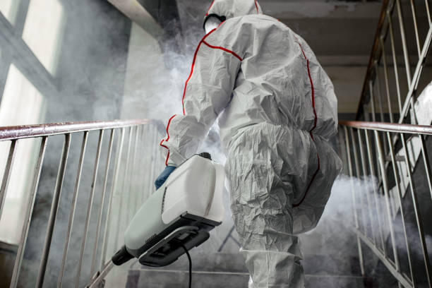 Professional Mold Removal in Phelan, CA